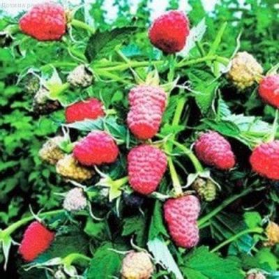 Малиновое дерево Таруса - 2 шт. Малиновое дерево Таруса - 2 шт. фото