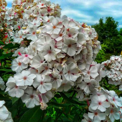 Флокс метельчатый Попай Флокс метельчатый Попай - Dolina-Sad.Ru