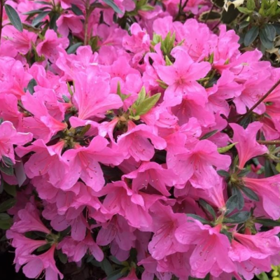 Рододендрон Мадам ван Хенке Рододендрон Мадам ван Хенке фото