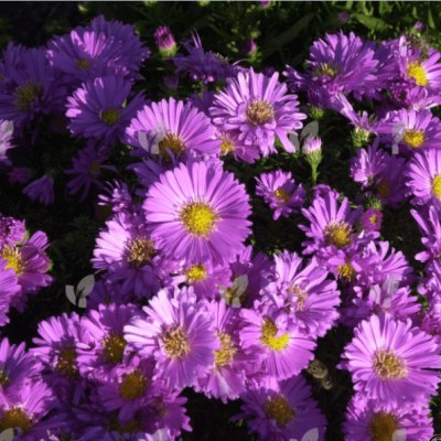 Астра кустарниковая Барбадос , C2 фото