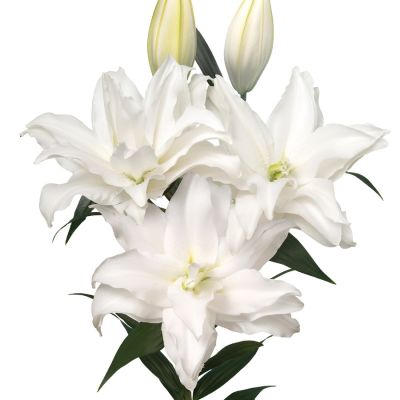 Лилия Роузлили Тирза Лилия Роузлили Тирза - Dolina-Sad.Ru