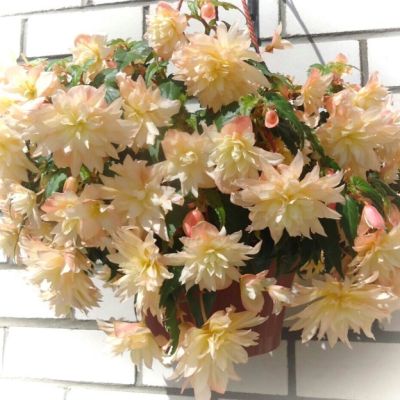 Бегония Беллекония Крем Бегония Беллекония Крем - Dolina-Sad.Ru