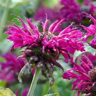 Монарда Шуга Баз Берри Таффи Монарда Шуга Баз Берри Таффи - Dolina-Sad.Ru