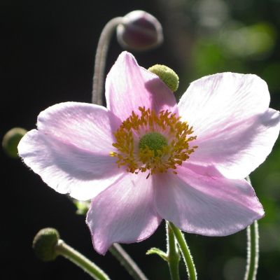 Анемона гибридная Лорелай Анемона гибридная Лорелай - Dolina-Sad.Ru