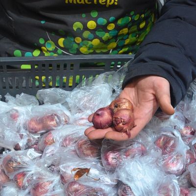 Гладиолус Чателэйн Гладиолус Чателэйн - Dolina-Sad.Ru