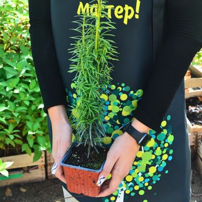 Тис средний Стефания - Dolina-Sad.Ru