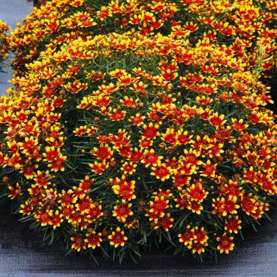 Кореопсис Лайтинг Бук , C2 Кореопсис Лайтинг Бук , C2 фото