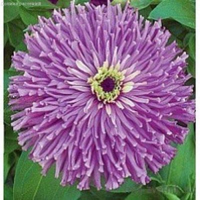 Цинния Лиловый император Цинния Лиловый император фото