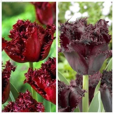 Набор бахромчатых тюльпанов Набор бахромчатых тюльпанов фото