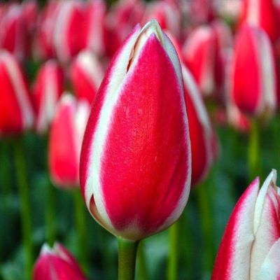 Тюльпан Кэнди Эпл Дилайт Тюльпан Кэнди Эпл Дилайт фото