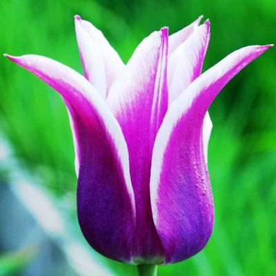 Тюльпан Баллада Тюльпан Баллада фото