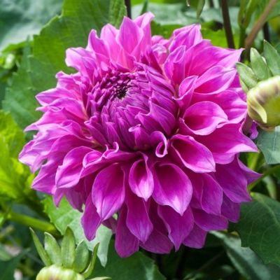 Георгина Элма Элизабет - Dolina-Sad.Ru