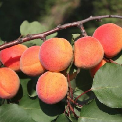 Абрикос Монастырский Абрикос Монастырский - Dolina-Sad.Ru