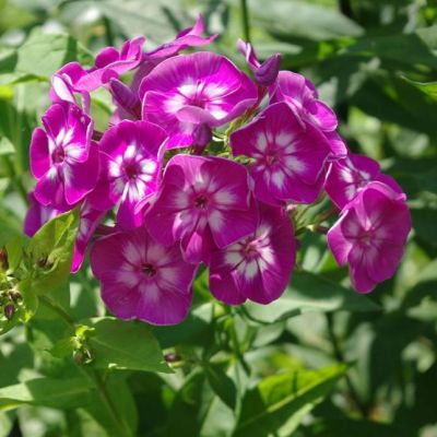 Флокс метельчатый Лаура Флокс метельчатый Лаура фото