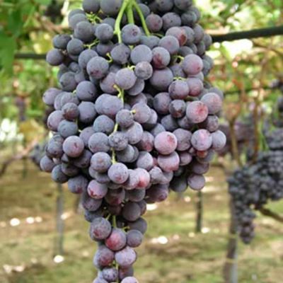 Виноград Апулия Роза Виноград Апулия Роза - Dolina-Sad.Ru