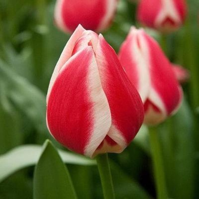 Тюльпан Кэнди Эпл Дилайт Тюльпан Кэнди Эпл Дилайт фото