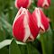 Тюльпан Кэнди Эпл Дилайт Тюльпан Кэнди Эпл Дилайт фото