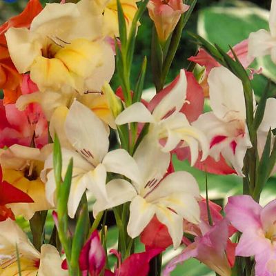 Гладиолус Дварф Микс Колорс - Dolina-Sad.Ru