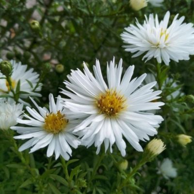 Астра кустарниковая Сноуспрайт - Dolina-Sad.Ru