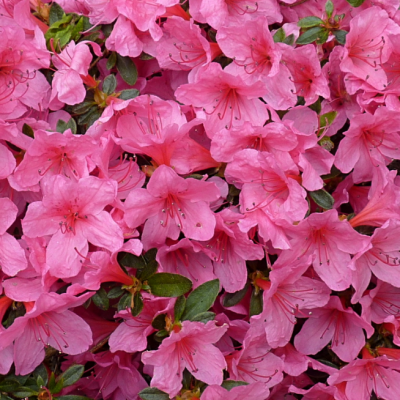 Рододендрон Мадам ван Хенке Рододендрон Мадам ван Хенке фото