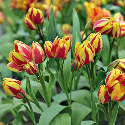 Тюльпан Колор Спектакль фото