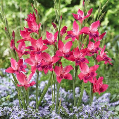 Гладиолус Вулкано Гладиолус Вулкано - Dolina-Sad.Ru