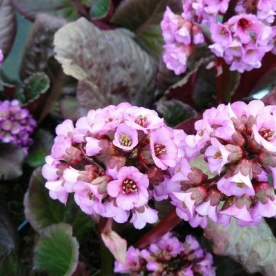 Бадан Эденс Дарк Марджин - Dolina-Sad.Ru