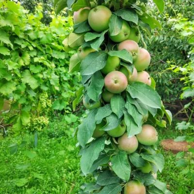 Яблоня колоновидная Триумф/Осенняя Яблоня колоновидная Триумф/Осенняя фото