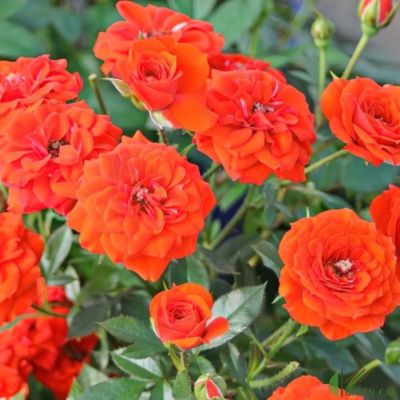 Роза Оранж Беби - Dolina-Sad.Ru