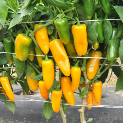 Перец Желтый Слон F1 Перец Желтый Слон F1 фото