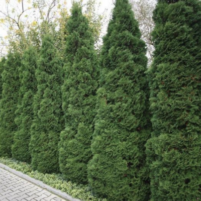 Туя западная Холмструп, С2 Туя западная Холмструп, С2 - Dolina-Sad.Ru