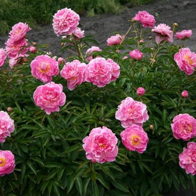 Пион Август Дессерт - Dolina-Sad.Ru