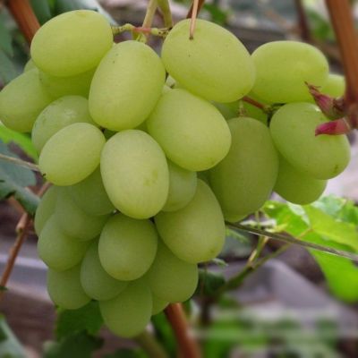 Виноград Богатяновский Виноград Богатяновский - Dolina-Sad.Ru