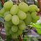 Виноград Богатяновский Виноград Богатяновский - Dolina-Sad.Ru