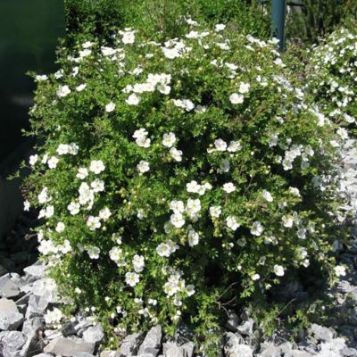 Лапчатка кустарниковая Сноуфлейк, С3 - Dolina-Sad.Ru