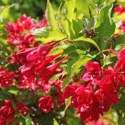 Вейгела Люцефер - Dolina-Sad.Ru