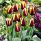 Тюльпан Гавота фото