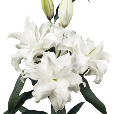 Лилия Роузлили Анджела Лилия Роузлили Анджела - Dolina-Sad.Ru