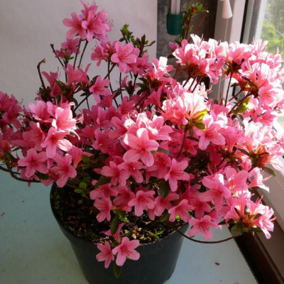 Рододендрон Мадам ван Хенке Рододендрон Мадам ван Хенке фото