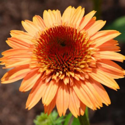 Эхинацея Суприм Канталупе Эхинацея Суприм Канталупе фото