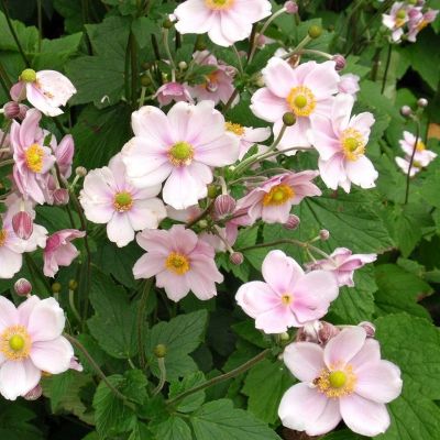 Анемона гибридная Лорелай Анемона гибридная Лорелай - Dolina-Sad.Ru