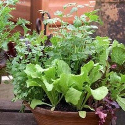 Огород на подоконнике Огород на подоконнике фото