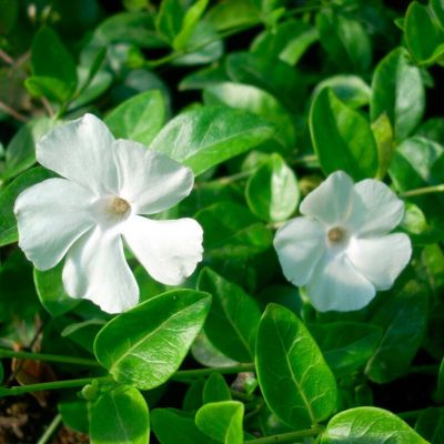 Барвинок малый Альба Барвинок малый Альба - Dolina-Sad.Ru