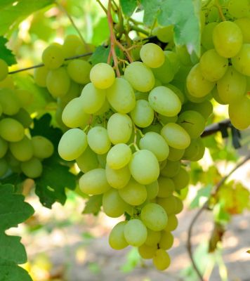 Виноград Богатяновский Виноград Богатяновский - Dolina-Sad.Ru