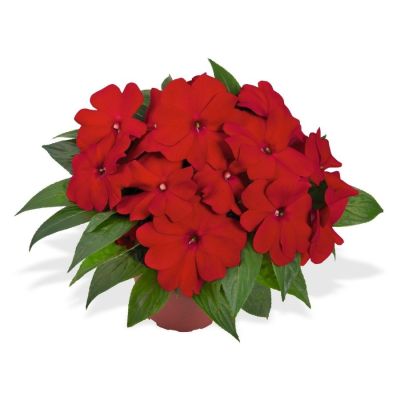 Бальзамин новогвинейский Магнум Дарк Ред - Dolina-Sad.Ru