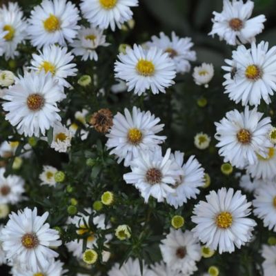 Астра кустарниковая Сноуспрайт - Dolina-Sad.Ru