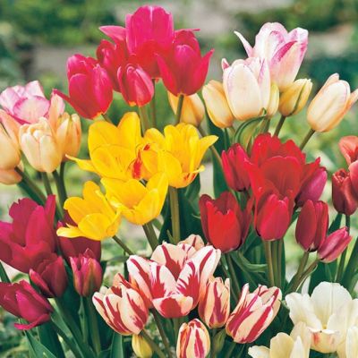 Микс Многоцветковых Тюльпанов Микс Многоцветковых Тюльпанов фото
