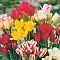 Микс Многоцветковых Тюльпанов Микс Многоцветковых Тюльпанов фото