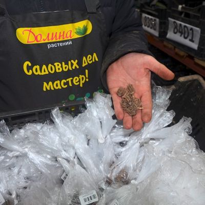 Ранункулюс Перпл Ранункулюс Перпл фото