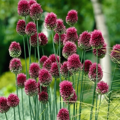 Аллиум Сфероцефалон (акционный товар) Аллиум Сфероцефалон (акционный товар) фото